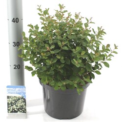 Meškytė (Lot Symphoricarpos) 'Magical Galaxy' C5/P23 40-45 CM
