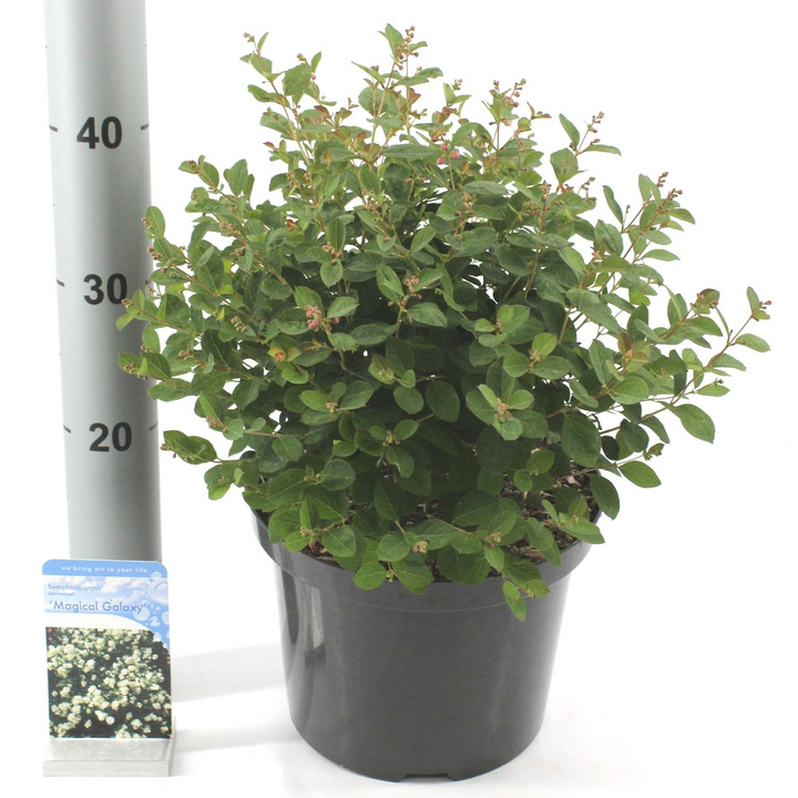 Meškytė (Lot Symphoricarpos) 'Magical Galaxy' C5/P23 40-45 CM