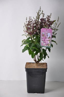 Alyvos (V) (Lot Syringa (V)) 'Minuet' C5/P23 30-50 CM 4-6 Branches - nuotrauka 1