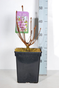 Alyvos (V) (Lot Syringa (V)) 'Minuet' C5/P23 30-50 CM 4-6 Branches - nuotrauka 2