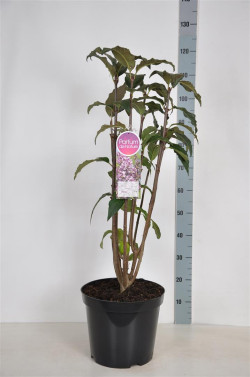 Alyvos (V) (Lot Syringa (V)) 'Minuet' C15 80-100 CM 6+ Branches - nuotrauka 1