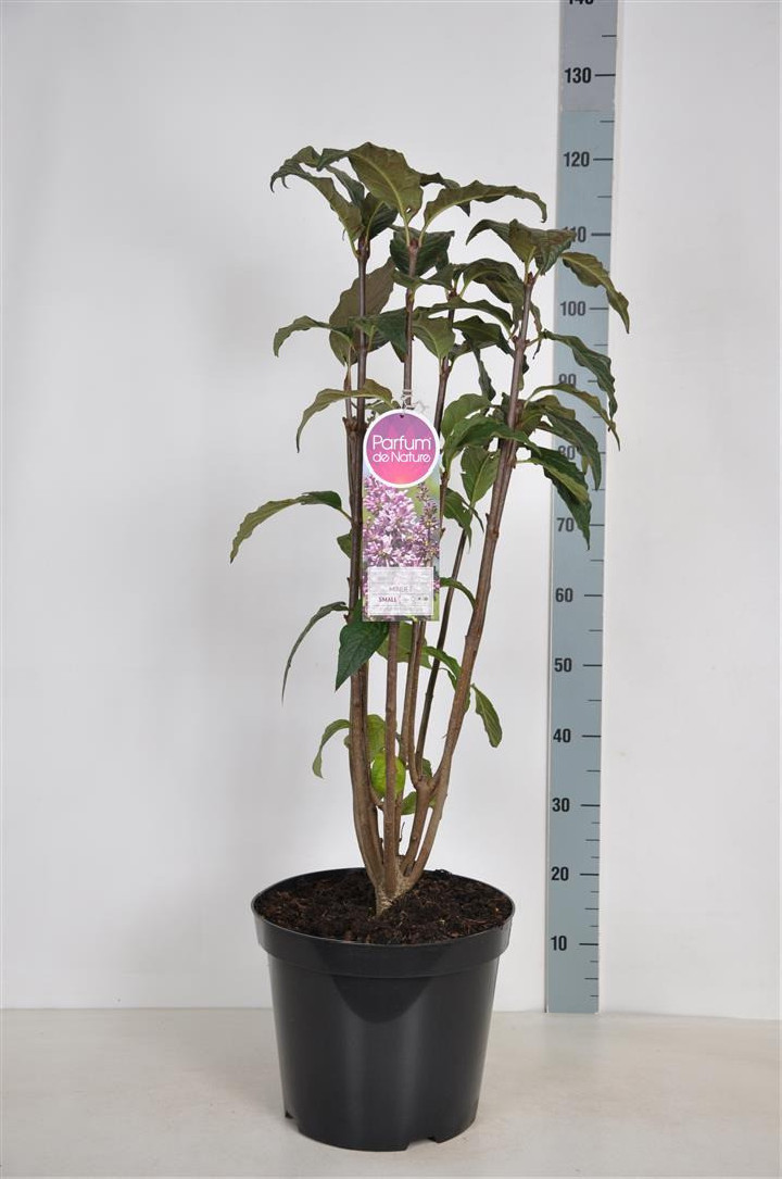 Alyvos (V) (Lot Syringa (V)) 'Minuet' C15 80-100 CM 6+ Branches