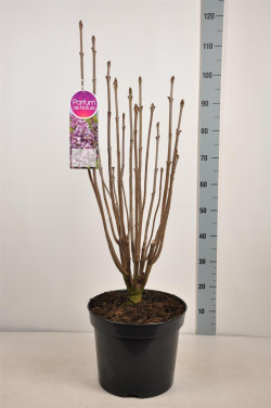 Alyvos (V) (Lot Syringa (V)) 'Minuet' C15 80-100 CM 6+ Branches - nuotrauka 2