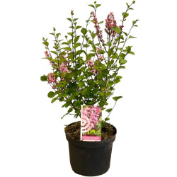 Alyva mejerio (Lot Syringa meyeri) 'Little Rosie' C3/P19 30-40 CM | ALYVOS | KRŪMAI