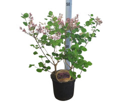 Alyva mejerio (Lot Syringa meyeri) 'Palibin' C1,5/P15 35-40 CM 5+ Branches - nuotrauka 2
