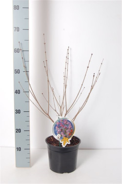 Alyva mejerio (Lot Syringa meyeri) 'Palibin' C3/P19 30-40 CM - nuotrauka 1