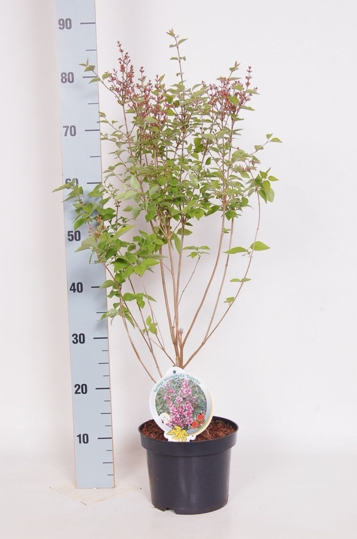Alyva mejerio (Lot Syringa meyeri) 'Palibin' C3/P19 30-40 CM