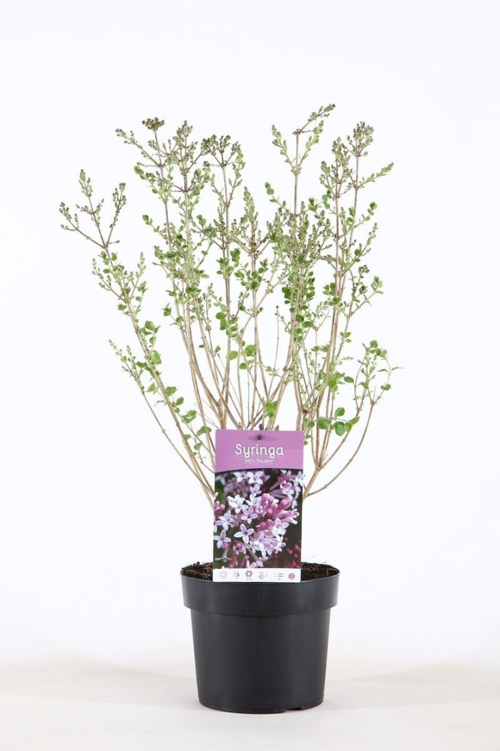 Alyva mejerio (Lot Syringa meyeri) 'Palibin' C3/P19 40-50 CM