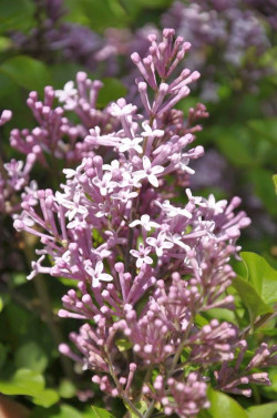 Alyva mejerio (Lot Syringa meyeri) 'Palibin' C5/P23 30-50 CM 6+ Branches - nuotrauka 1