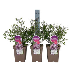 Alyva mejerio (Lot Syringa meyeri) 'Palibin' C5/P23 30-50 CM 6+ Branches - nuotrauka 2