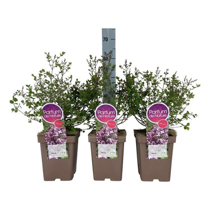 Alyva mejerio (Lot Syringa meyeri) 'Palibin' C5/P23 30-50 CM 6+ Branches