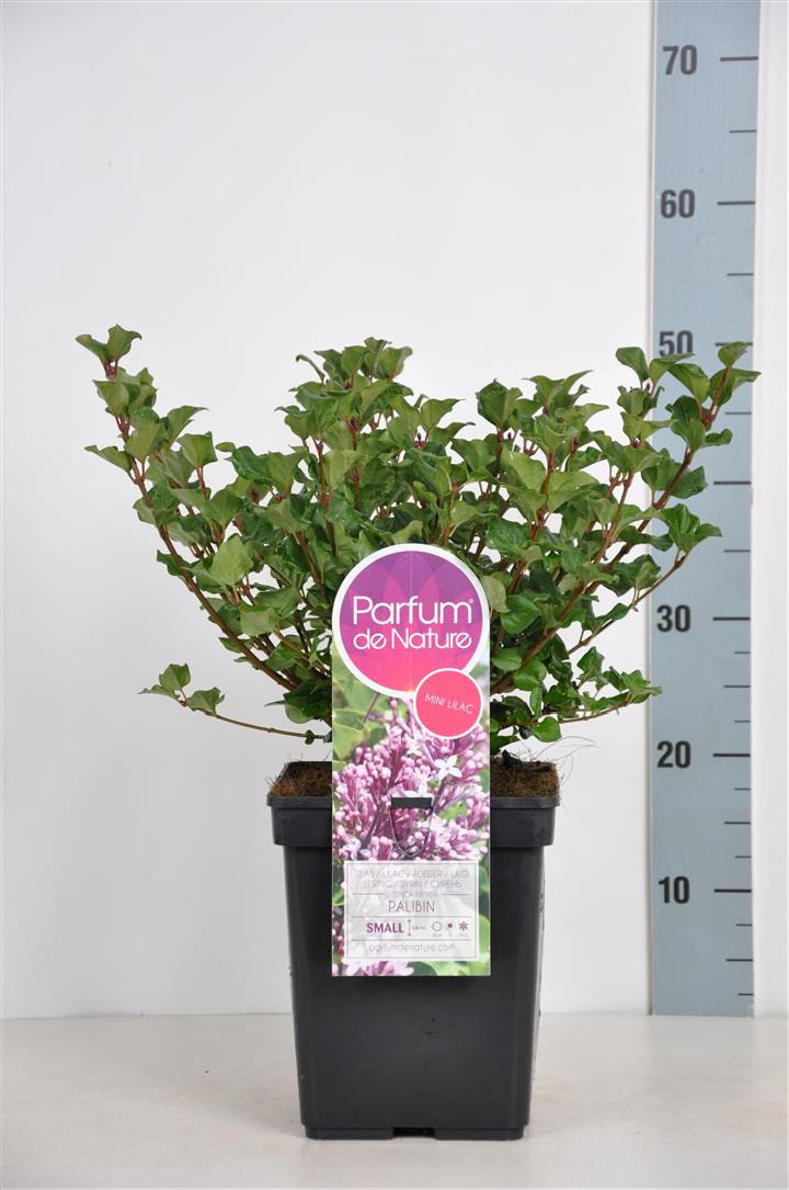 Alyva mejerio (Lot Syringa meyeri) 'Palibin' C5/P23 30-50 CM (PDN)