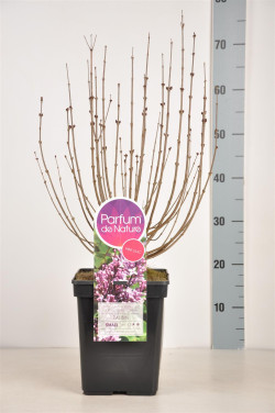 Alyva mejerio (Lot Syringa meyeri) 'Palibin' C5/P23 30-50 CM (PDN) - nuotrauka 2