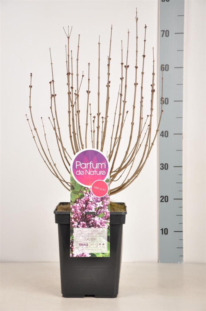 Alyva mejerio (Lot Syringa meyeri) 'Palibin' C5/P23 30-50 CM (PDN)