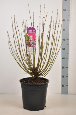 Alyva mejerio (Lot Syringa meyeri) 'Palibin' C10 40-60 CM 12+ Branches