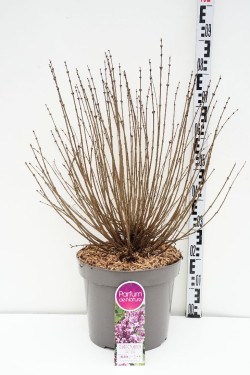 Alyva mejerio (Lot Syringa meyeri) 'Palibin' C15 50-60 CM