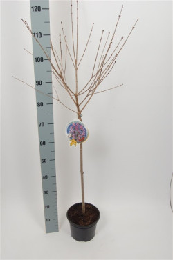Alyva mejerio (Lot Syringa meyeri) 'Palibin' C3/P19 STIEBAS 60 CM - nuotrauka 1