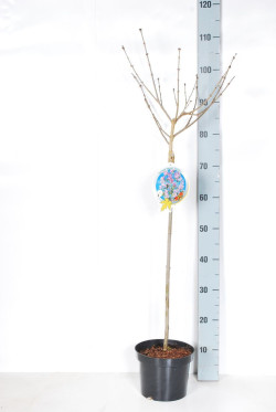 Alyva mejerio (Lot Syringa meyeri) 'Palibin' C3/P19 STIEBAS 60 CM - nuotrauka 2