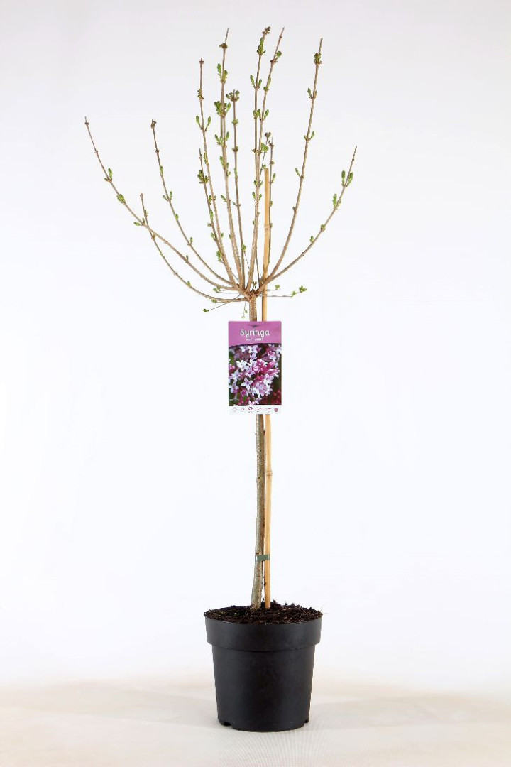 Alyva mejerio (Lot Syringa meyeri) 'Palibin'  C4/P21 STIEBAS 60 CM