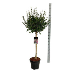 Alyva mejerio (Lot Syringa meyeri) 'Palibin' C15 KOTAS 80 CM | ALYVOS | KRŪMAI