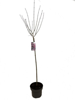 Alyva mejerio (Lot Syringa meyeri) 'Palibin' C5/P23 STIEBAS 80 CM - nuotrauka 1