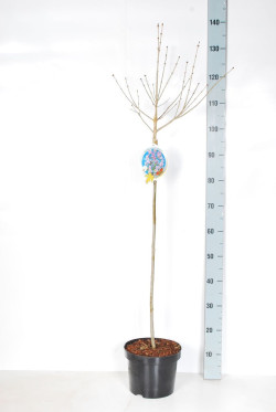 Alyva mejerio (Lot Syringa meyeri) 'Palibin' C5/P23 STIEBAS 80 CM - nuotrauka 2