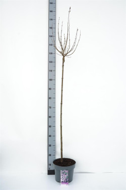 Alyva mejerio (Lot Syringa meyeri) 'Palibin' C5/P23 KOTAS 80 CM 2YR | ALYVOS | KRŪMAI