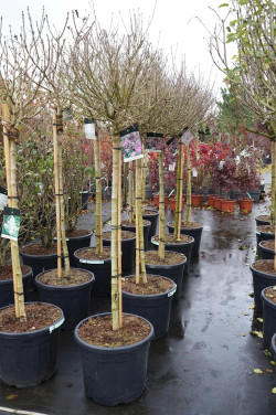 Alyva mejerio (Lot Syringa meyeri) 'Palibin' 90 CM STAM C55 EXTRA - nuotrauka 2