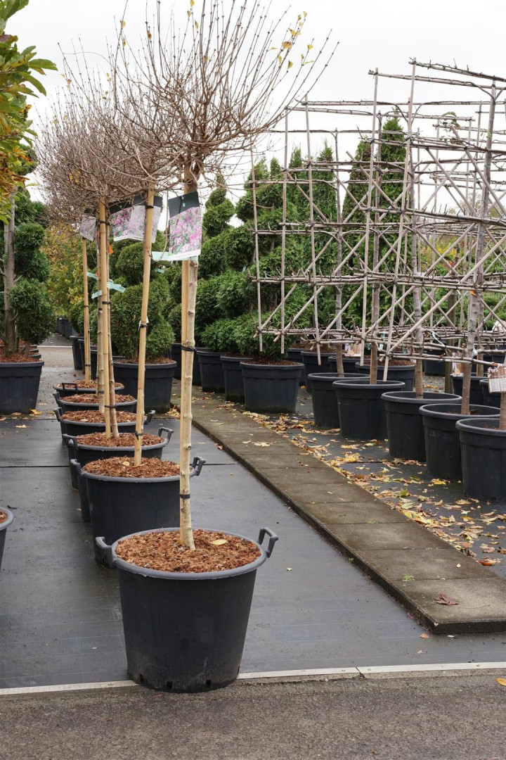 Alyva mejerio (Lot Syringa meyeri) 'Palibin' C55 STIEBAS 120 CM
