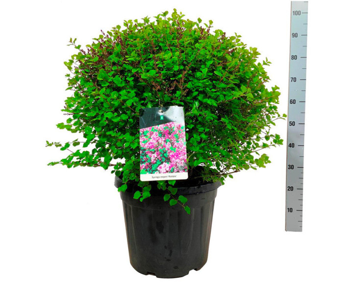 Alyva mejerio (Lot Syringa meyeri) 'Palibin' 50-60 CM RUTULYS C30 | ALYVOS | KRŪMAI