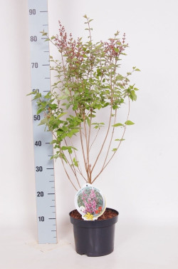 Alyvos smulkialapės (Lot Syringa microphylla) 'Superba' C3/P19 40-50 CM - nuotrauka 2