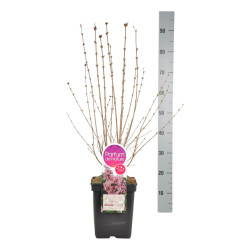 Alyvos smulkialapės (Lot Syringa microphylla) 'Superba' C5/P23 40-60 CM 6+ Branches - nuotrauka 1
