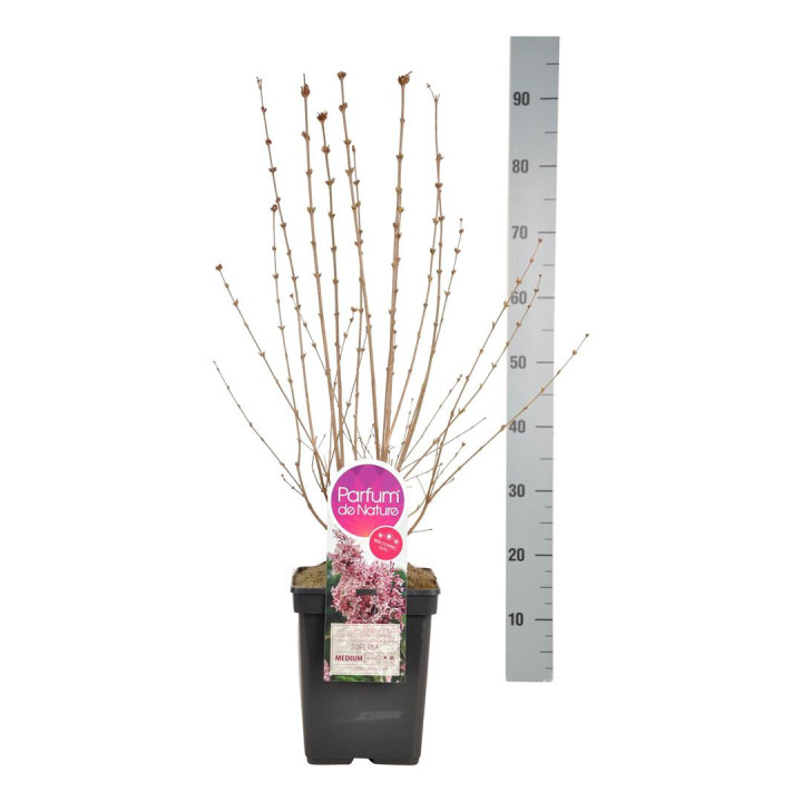 Alyvos smulkialapės (Lot Syringa microphylla) 'Superba' C5/P23 40-60 CM 6+ Branches