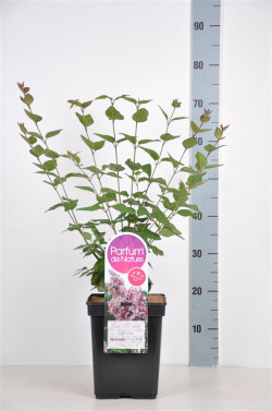 Alyvos smulkialapės (Lot Syringa microphylla) 'Superba' C5/P23 40-60 CM 6+ Branches - nuotrauka 2