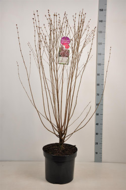 Alyvos smulkialapės (Lot Syringa microphylla) 'Superba' C15 90-120 CM 6+ Branches - nuotrauka 2