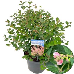 Meškytė (Lot Symphoricarpos d.) 'Magical Sweet' C5/P23 40-45 CM