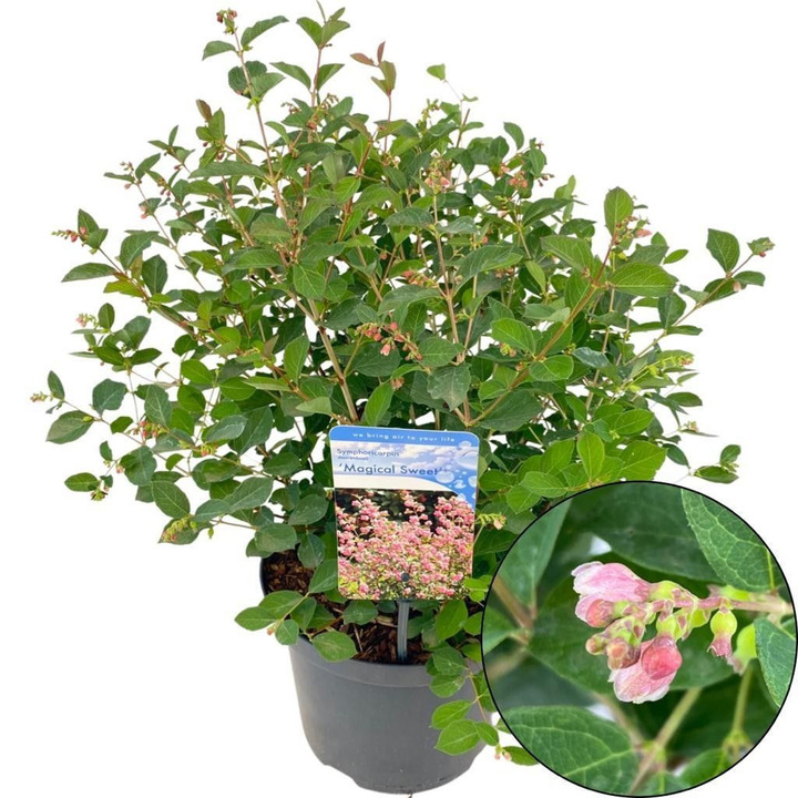 Meškytė (Lot Symphoricarpos d.) 'Magical Sweet' C5/P23 40-45 CM