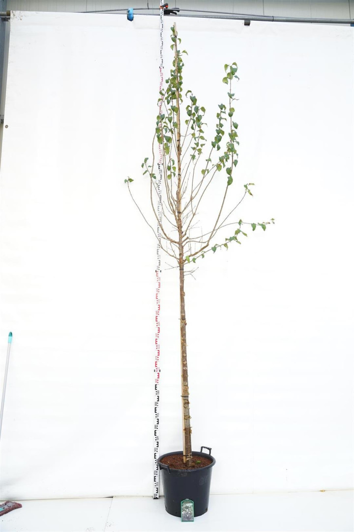 Alyvos p. (Lot Syringa p.) 'Gimborn's China Pearl' C50 KOTO APIMTIS 12-14 CM | ALYVOS | KRŪMAI