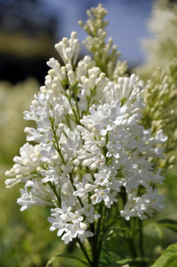 Alyvos (V) (Lot Syringa (V)) 'Agnes Smith' C5/P23 30-50 CM 4-6 Branches - nuotrauka 1