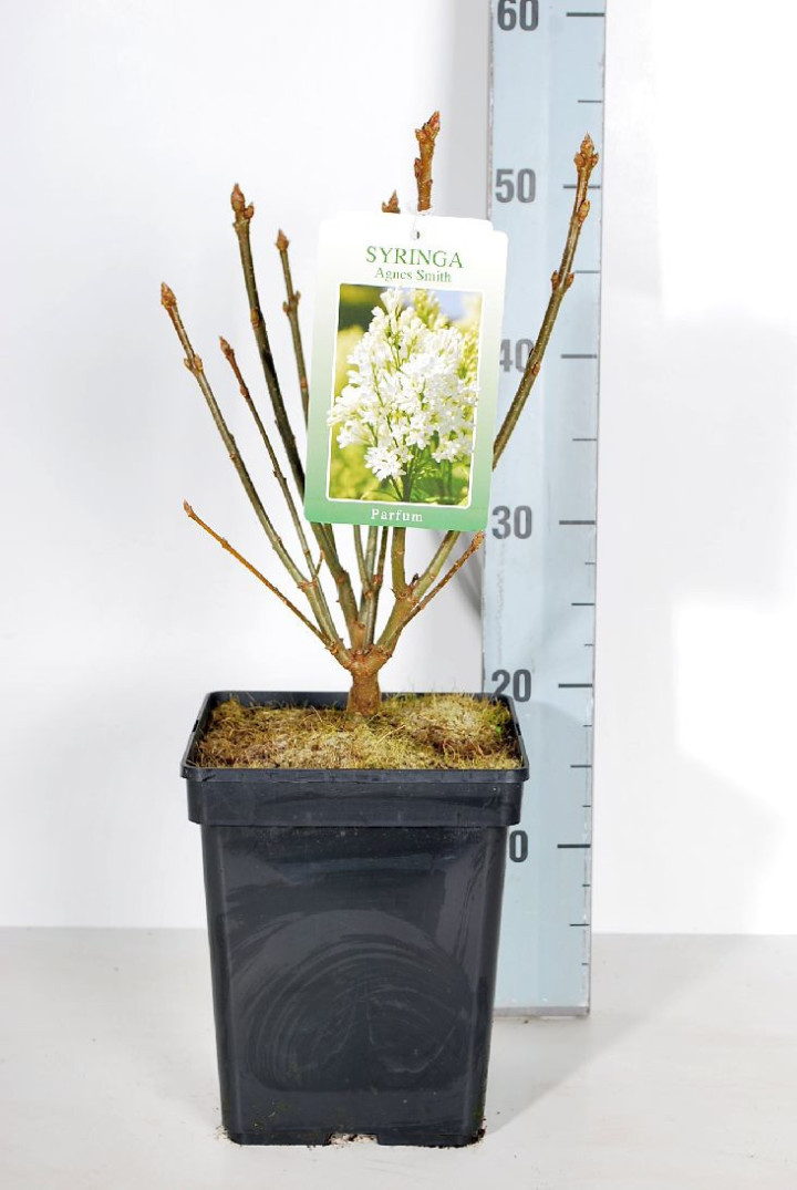 Alyvos (V) (Lot Syringa (V)) 'Agnes Smith' C5/P23 30-50 CM 4-6 Branches