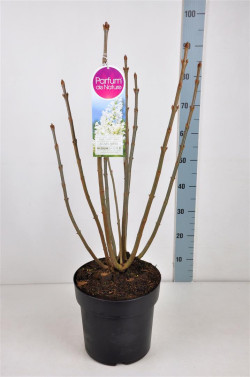 Alyvos (V) (Lot Syringa (V)) 'Agnes Smith' C10 70-90 CM 4+ Branches