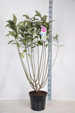 Alyvos (V) (Lot Syringa (V)) 'Agnes Smith' C15 90-120 CM 6+ Branches - nuotrauka 1
