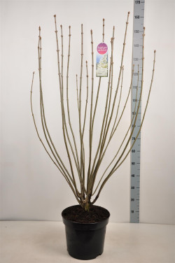 Alyvos (V) (Lot Syringa (V)) 'Agnes Smith' C15 90-120 CM 6+ Branches - nuotrauka 2