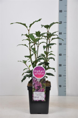 Alyvos (V) (Lot Syringa (V)) 'Red Wine' C5/P23 30-50 CM 4-6 Branches - nuotrauka 1