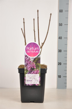 Alyvos (V) (Lot Syringa (V)) 'Red Wine' C5/P23 30-50 CM 4-6 Branches - nuotrauka 2