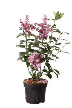 Alyvos (V) (Lot Syringa (V)) 'Red Wine' C10 60-80 CM