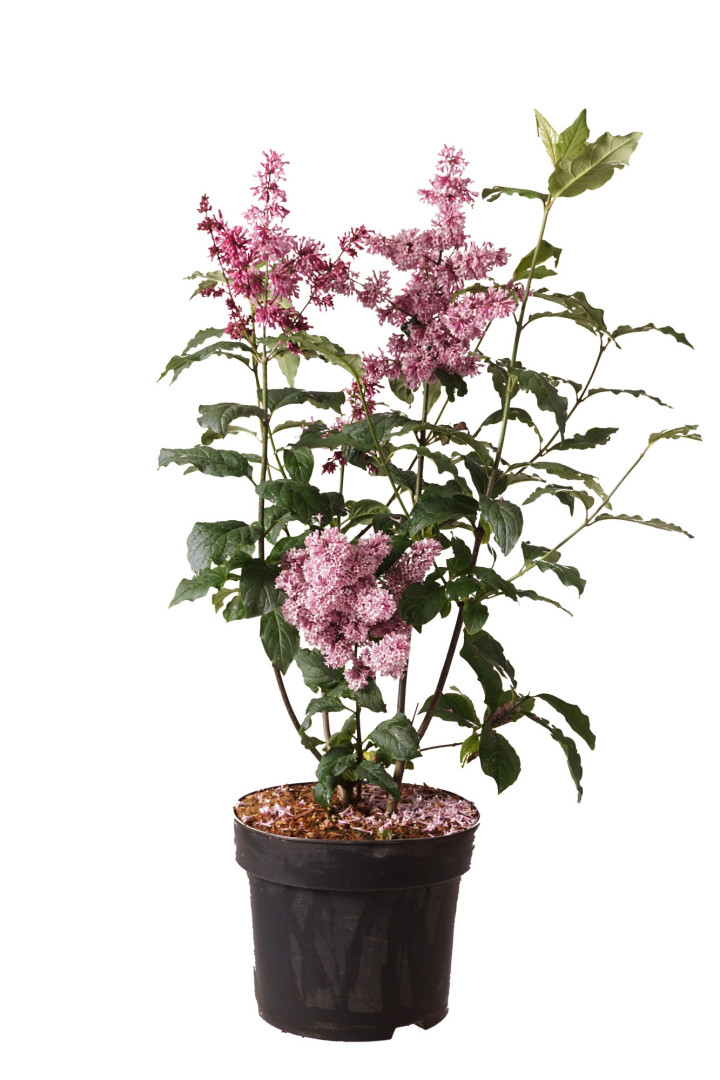 Alyvos (V) (Lot Syringa (V)) 'Red Wine' C10 60-80 CM