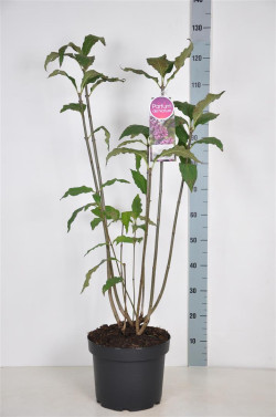 Alyvos (V) (Lot Syringa (V)) 'Red Wine' C10 70-90 CM 4+ Branches - nuotrauka 1