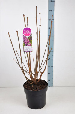 Alyvos (V) (Lot Syringa (V)) 'Red Wine' C10 70-90 CM 4+ Branches - nuotrauka 2
