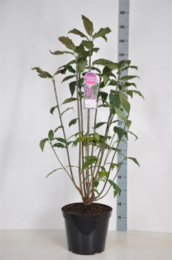 Alyvos (V) (Lot Syringa (V)) 'Red Wine' C15 90-120 CM 6+ Branches - nuotrauka 1